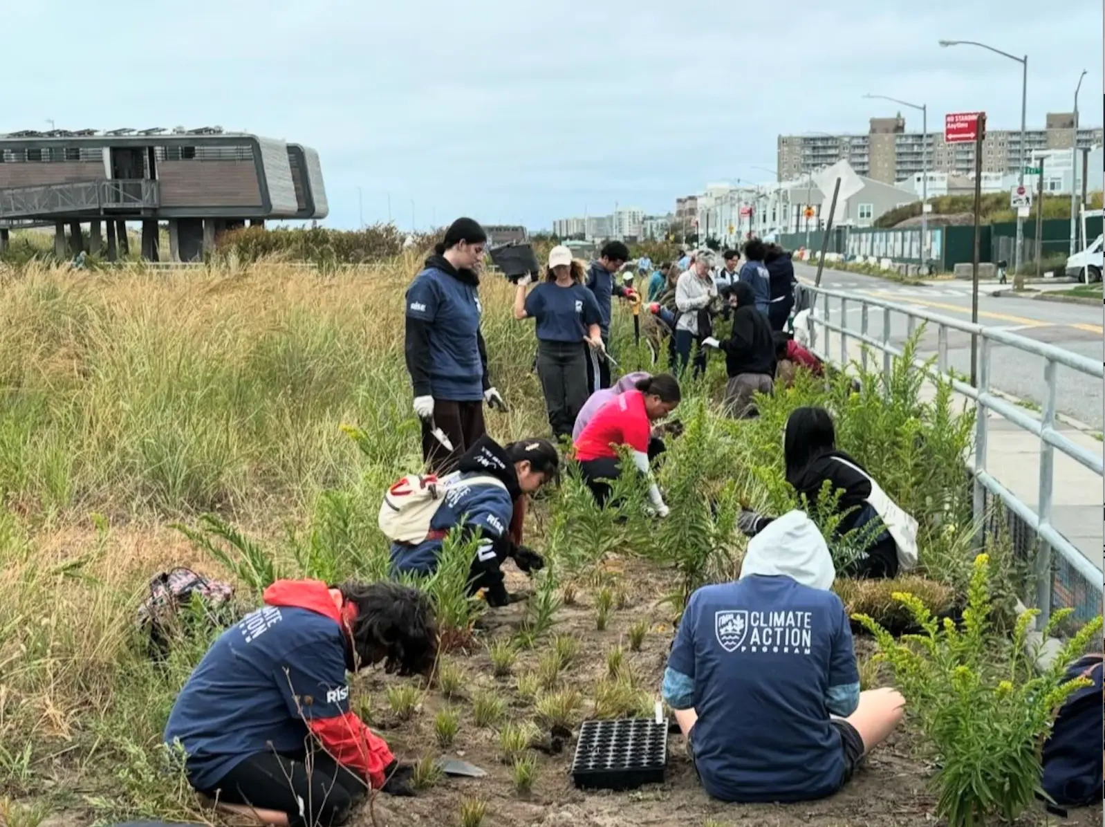 Dune replanting in Rockaway Beach